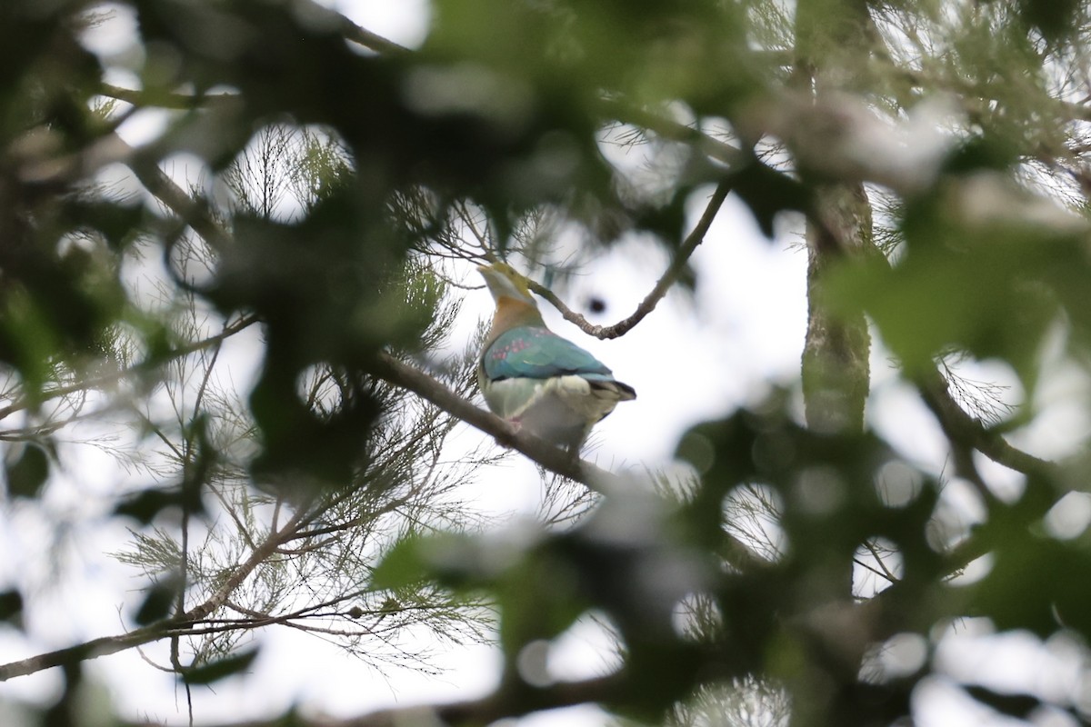 Pink-spotted Fruit-Dove - ML620772973