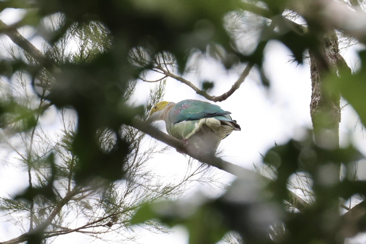 Pink-spotted Fruit-Dove - ML620772975