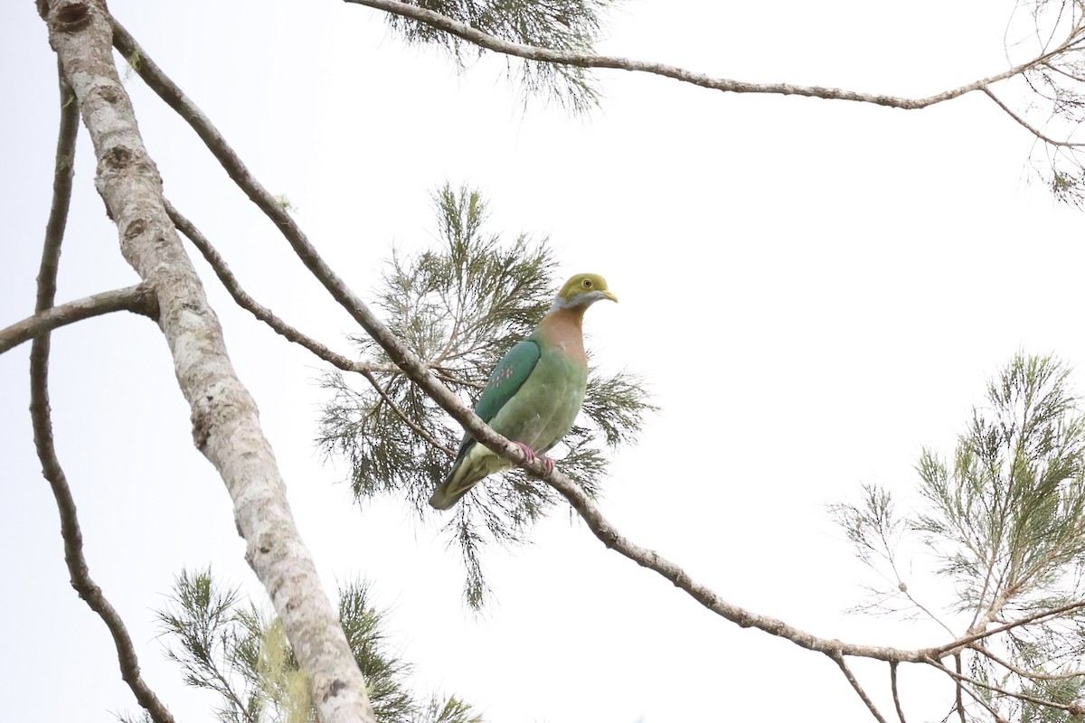 Pink-spotted Fruit-Dove - ML620772976