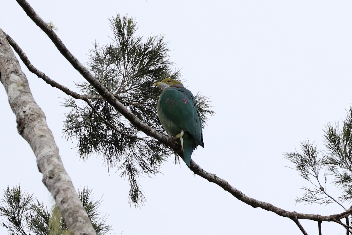 Pink-spotted Fruit-Dove - ML620772977