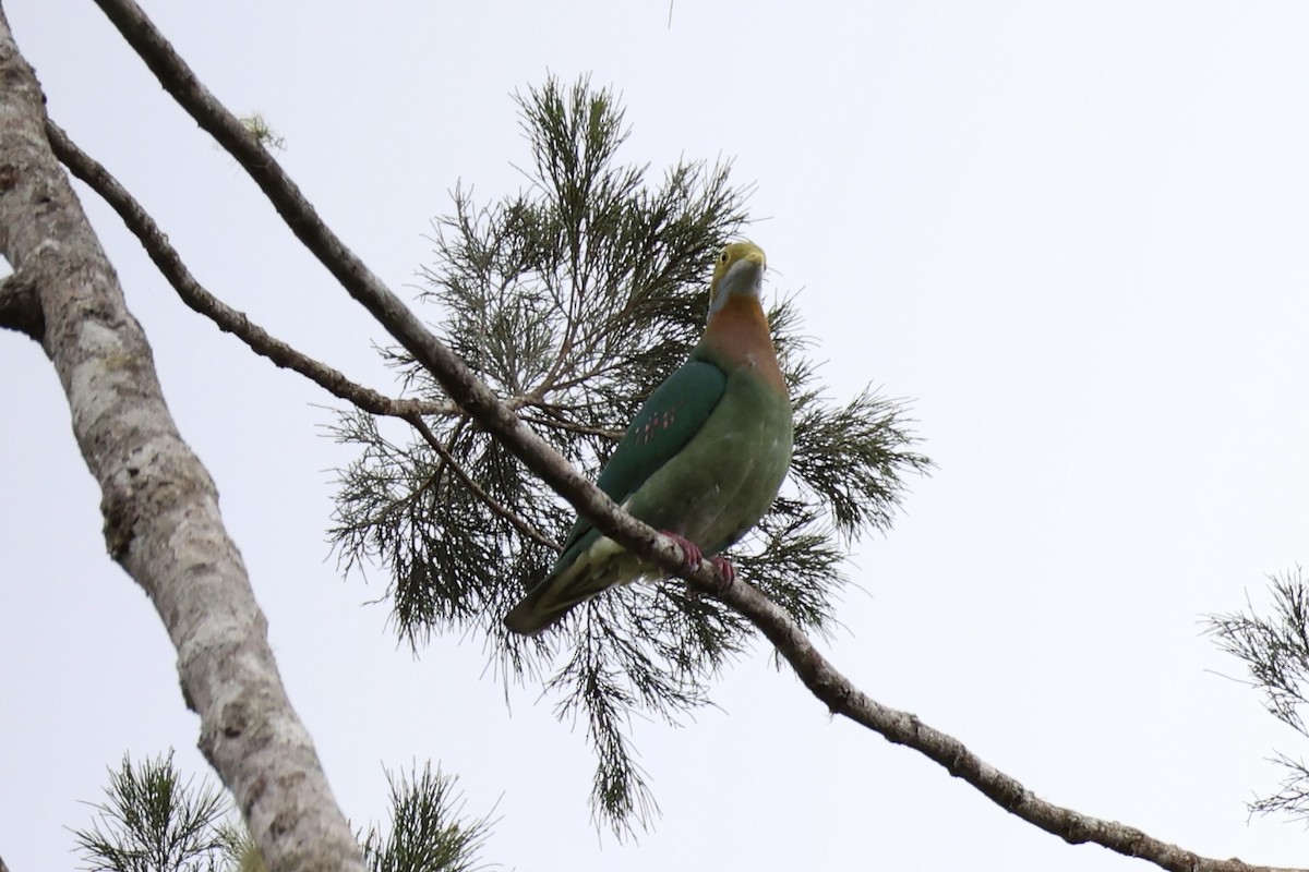 Pink-spotted Fruit-Dove - ML620772978