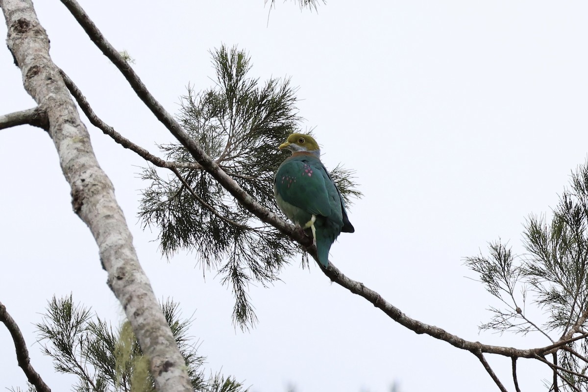 Pink-spotted Fruit-Dove - ML620772979