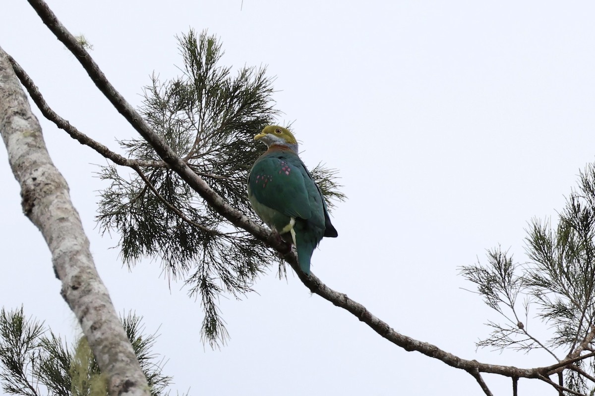 Pink-spotted Fruit-Dove - ML620772980