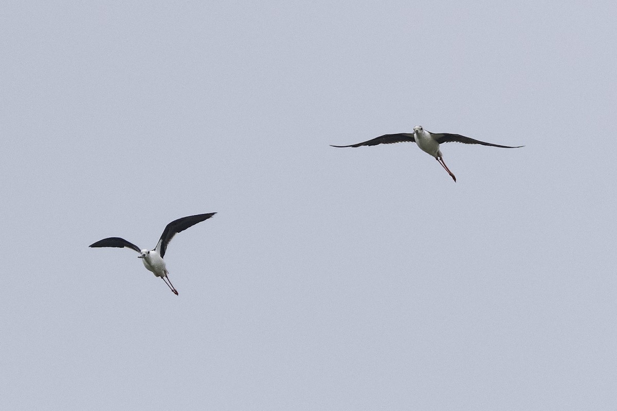 Black-winged Stilt - ML620772986