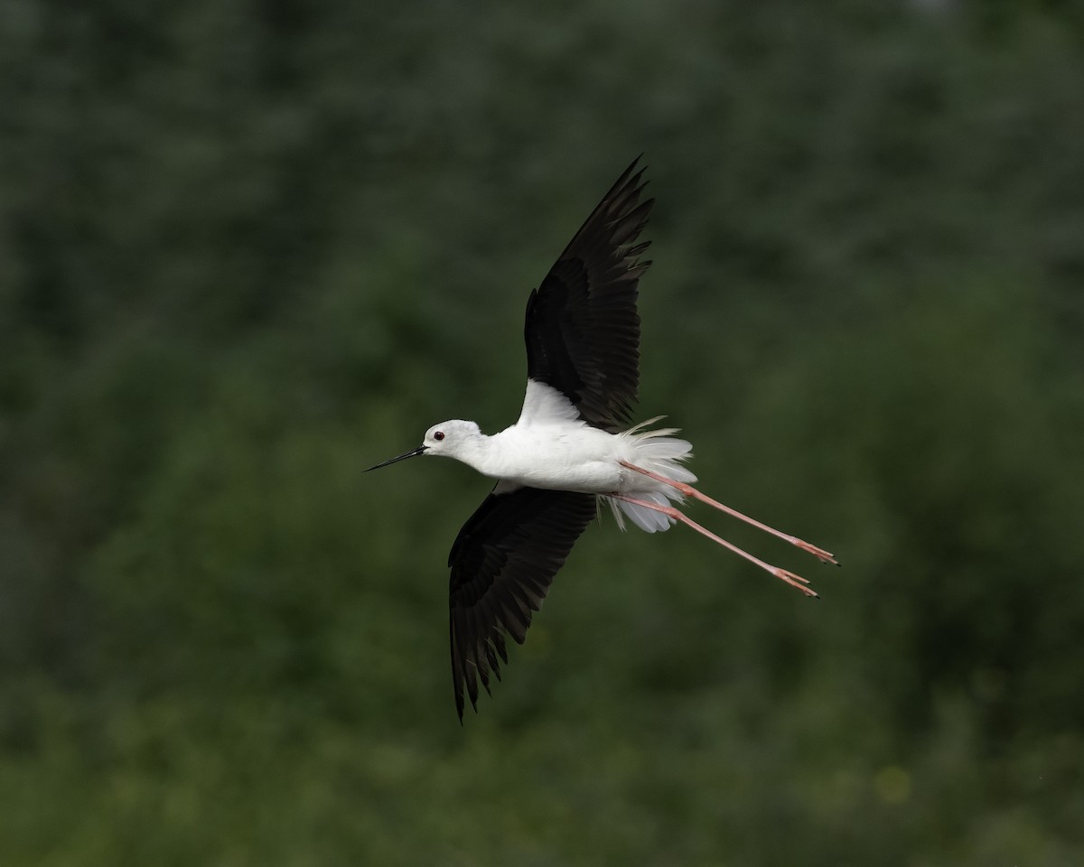 Black-winged Stilt - ML620772992