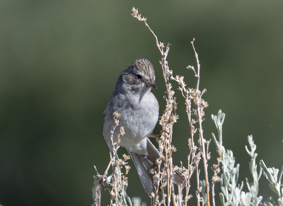 Brewer's Sparrow - ML620772994