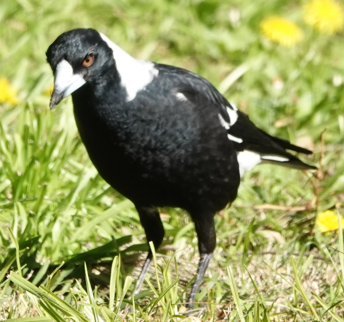 Australian Magpie (Black-backed) - ML620773003