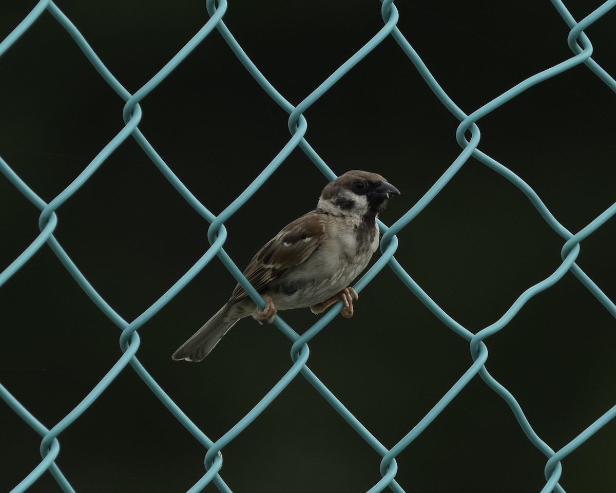 Eurasian Tree Sparrow - ML620773010