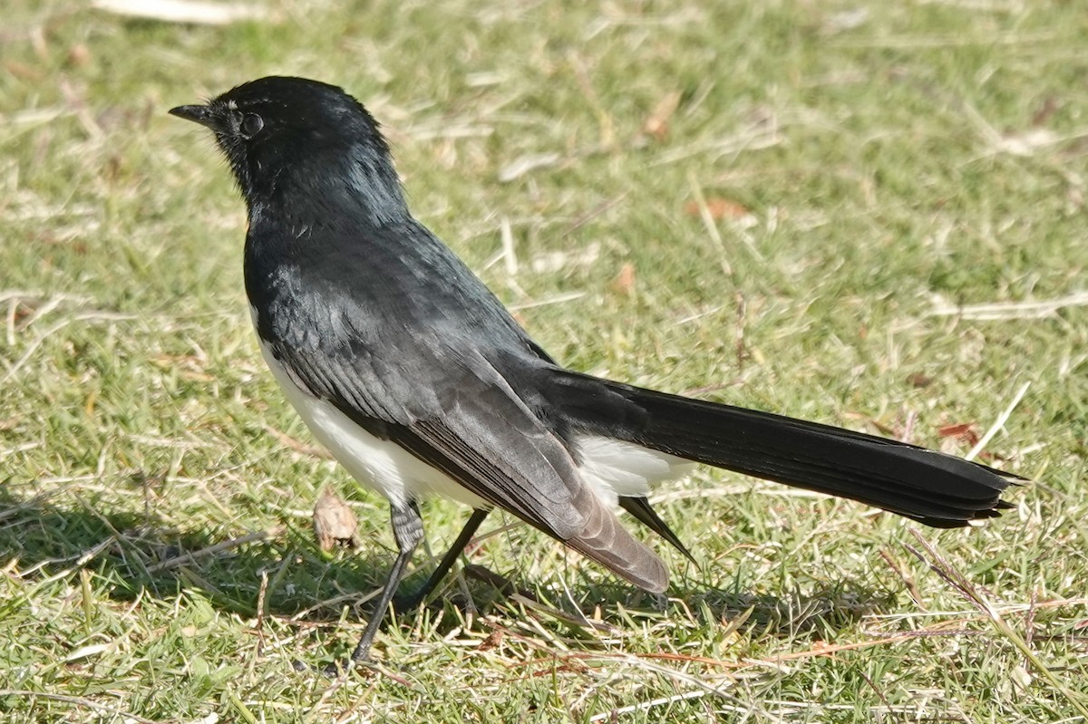 Willie-wagtail - ML620773012