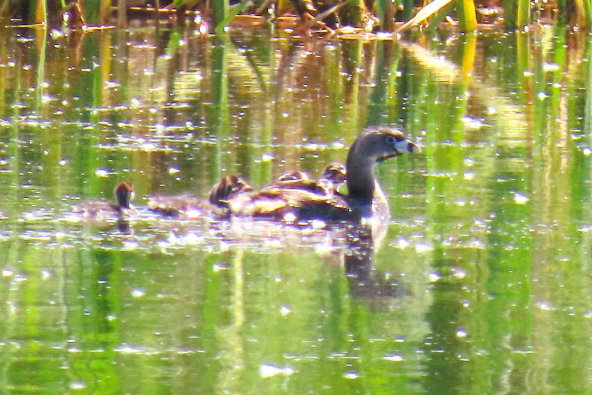 Pied-billed Grebe - ML620773013