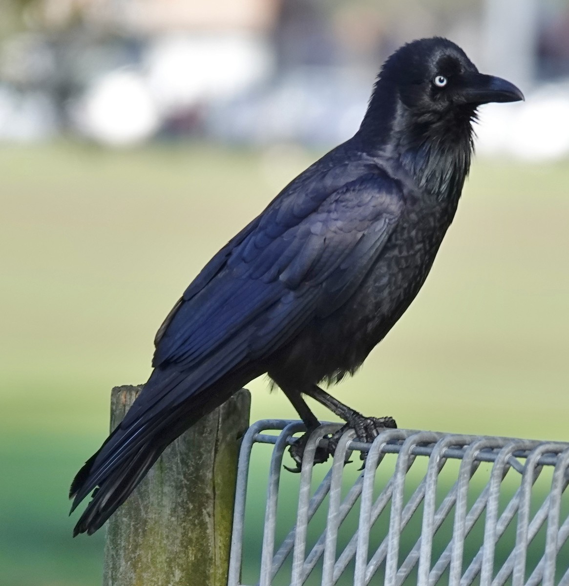 Australian Raven - ML620773021