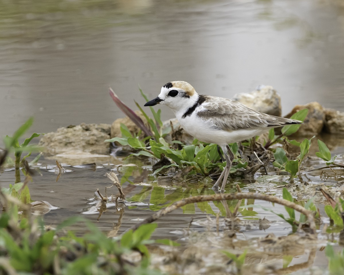 Malaysian Plover - Yan Ze Ng