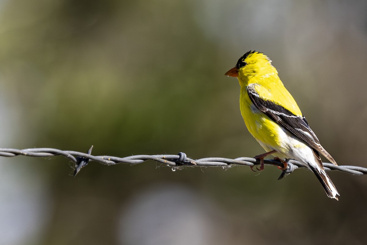 Chardonneret jaune - ML620773027