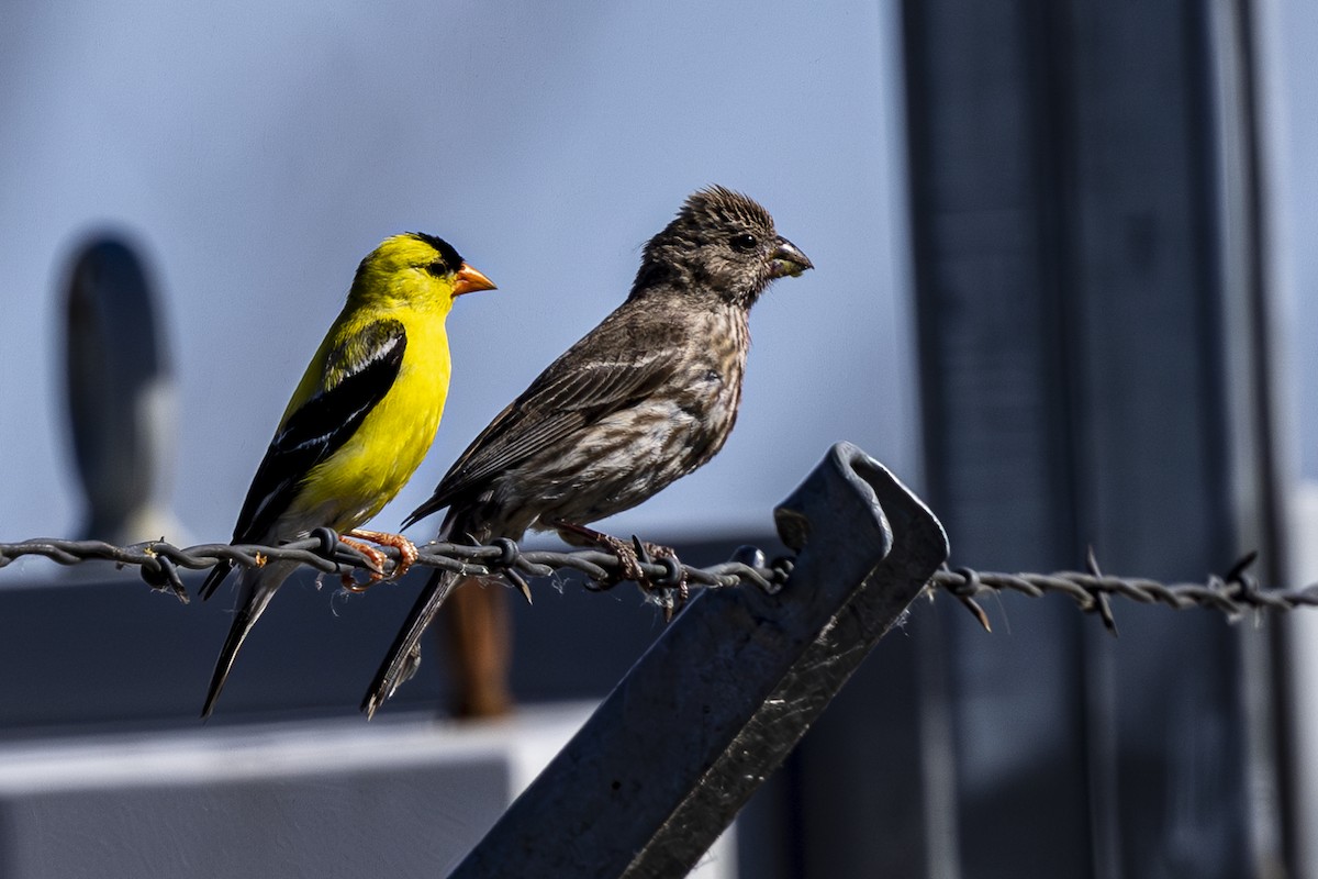 American Goldfinch - Jef Blake