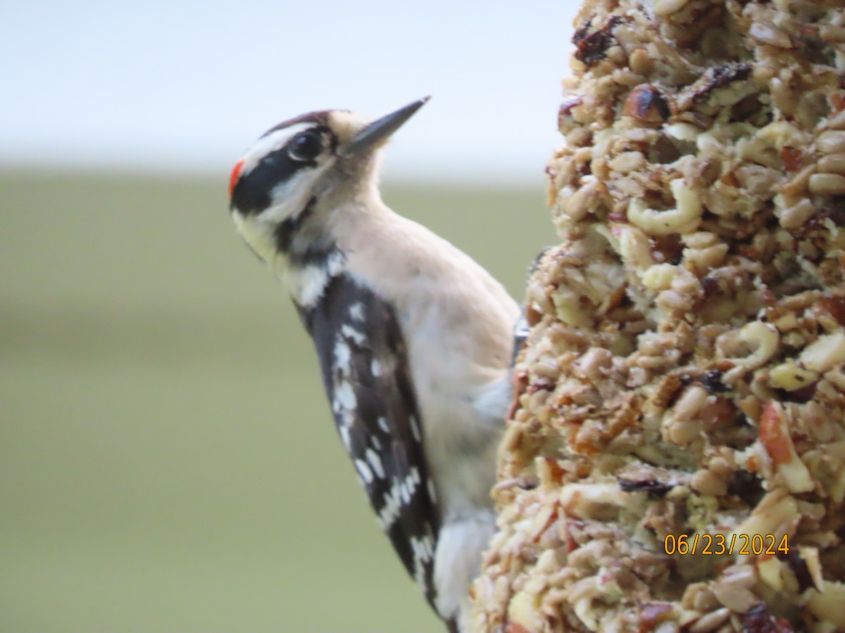 Downy Woodpecker - Susan Leake