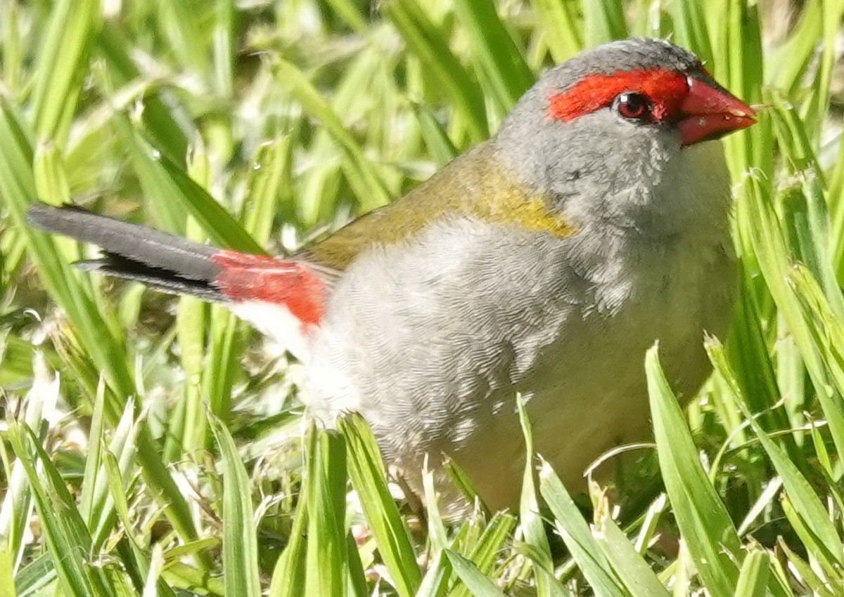 Red-browed Firetail - ML620773041