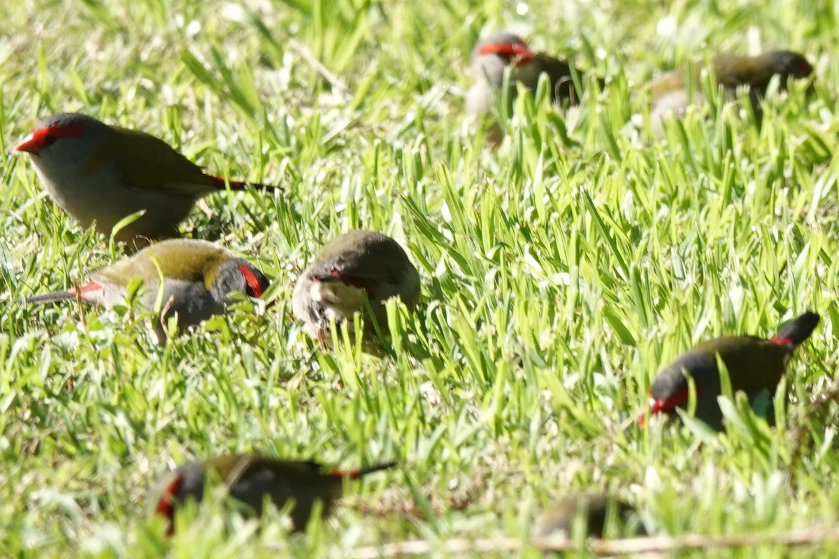 Red-browed Firetail - Alan Coates