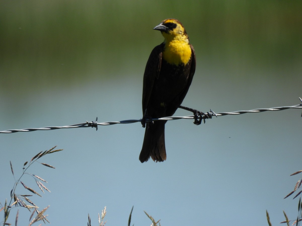 Yellow-headed Blackbird - ML620773045