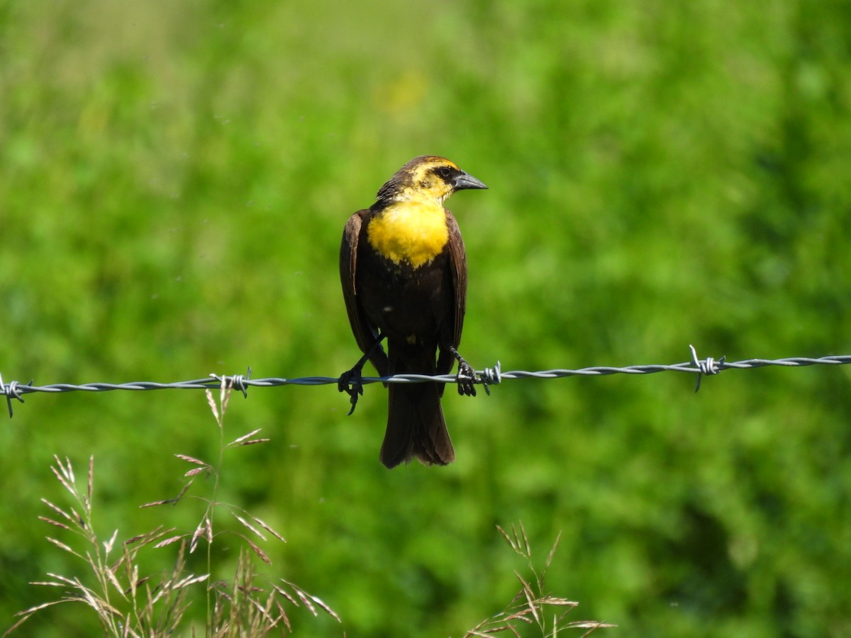 Yellow-headed Blackbird - ML620773046