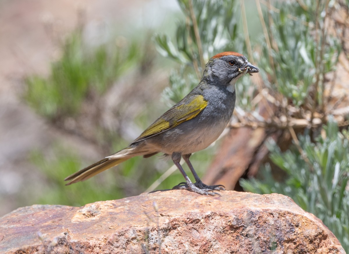 Green-tailed Towhee - ML620773051