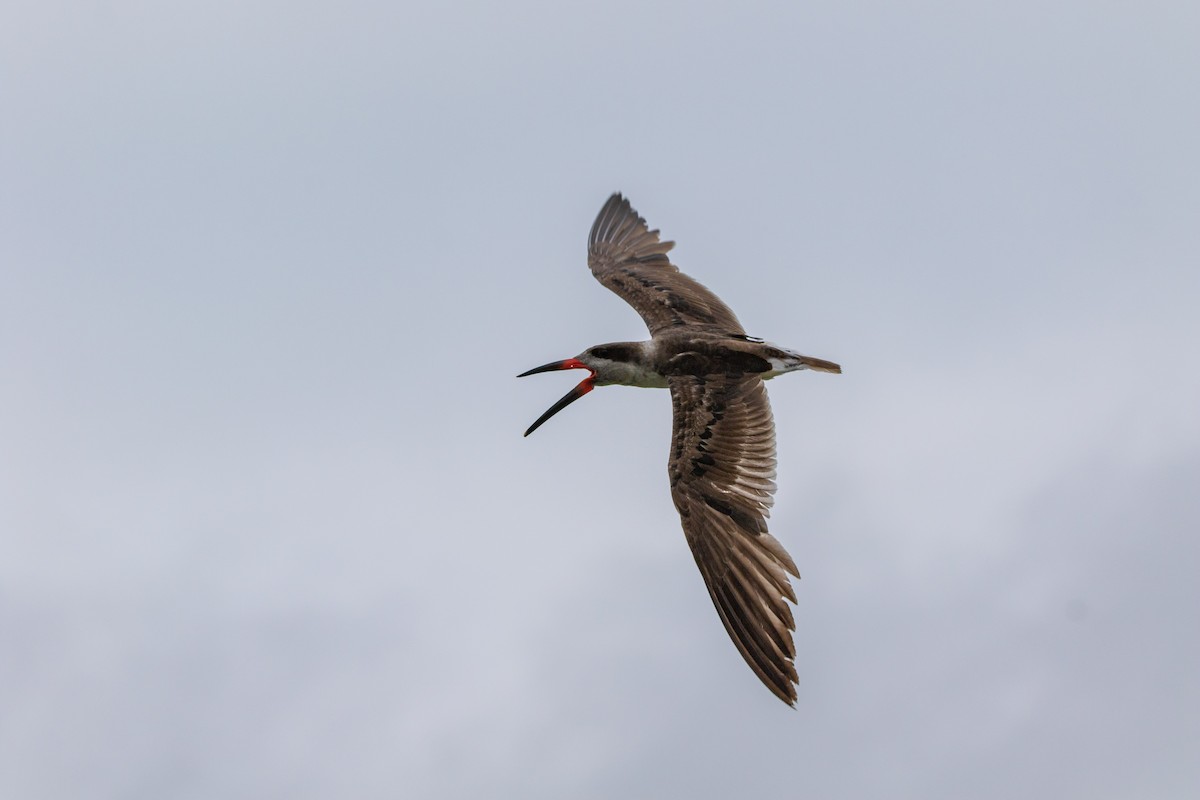 Black Skimmer - ML620773057