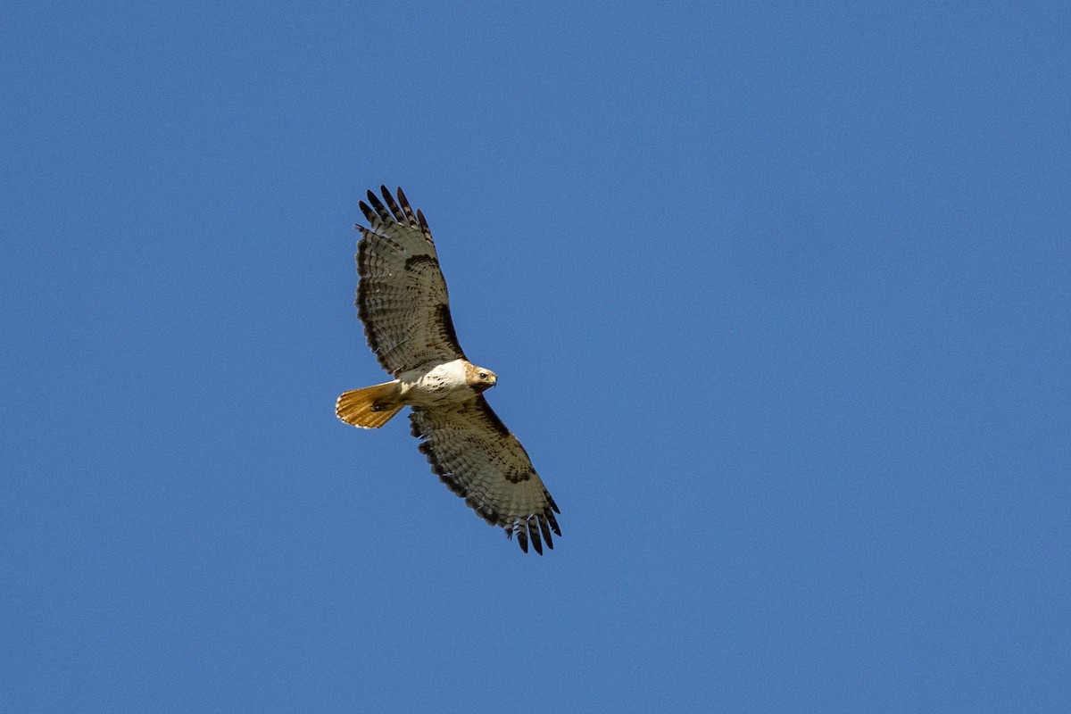 Red-tailed Hawk - ML620773058