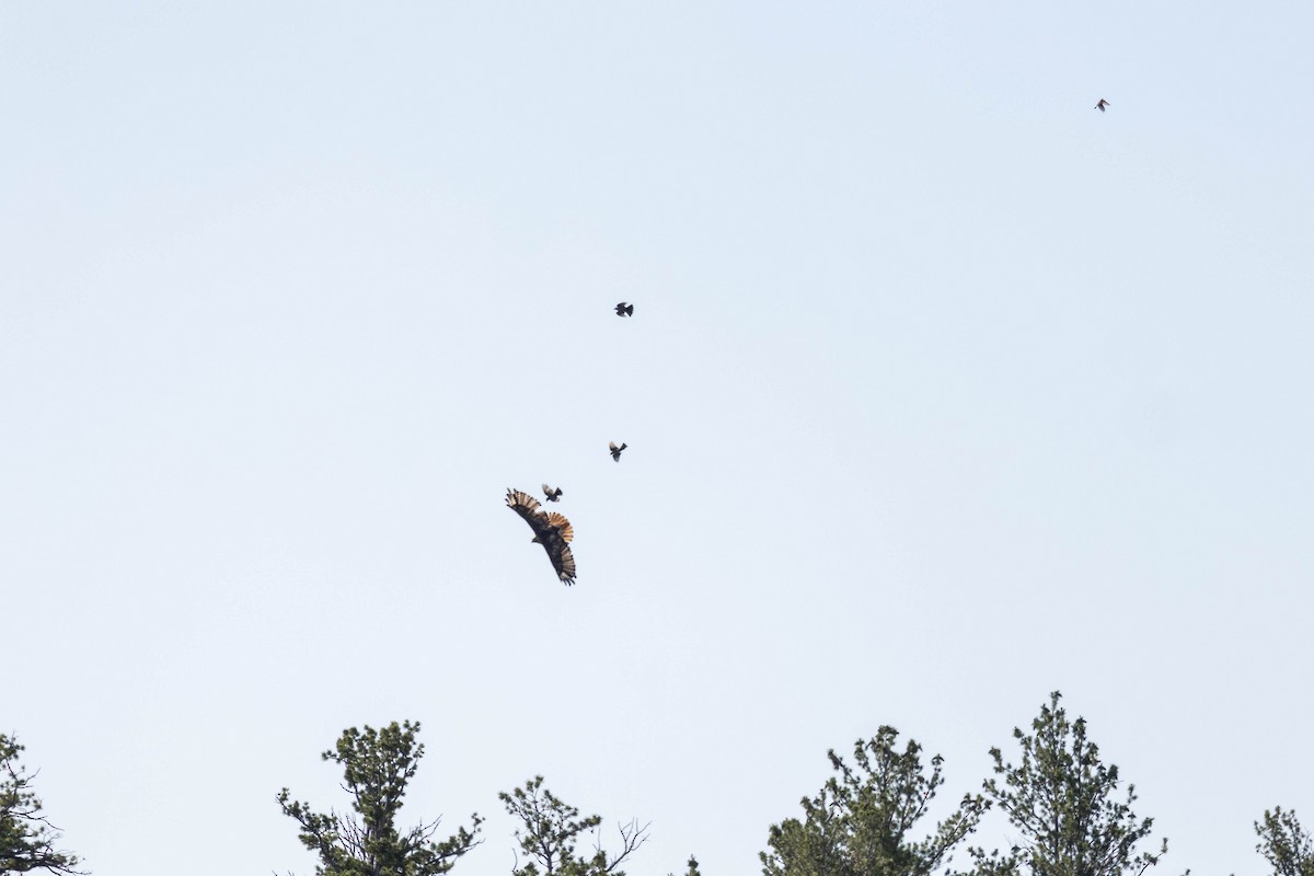 Red-tailed Hawk - ML620773059