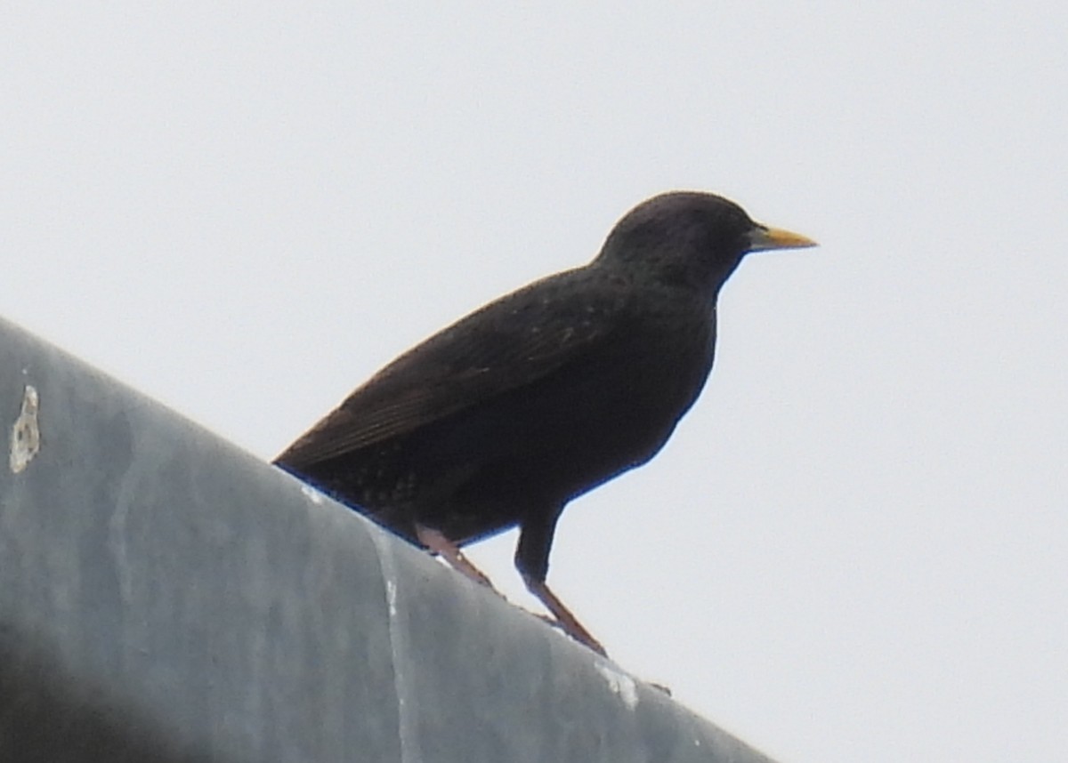 European Starling - ML620773060