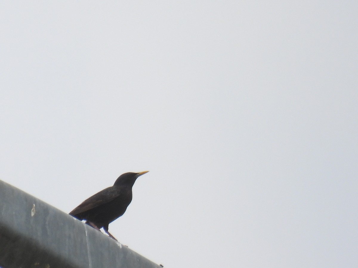 European Starling - ML620773061