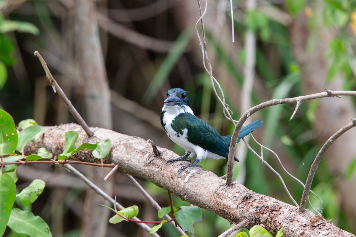 Amazon Kingfisher - ML620773066