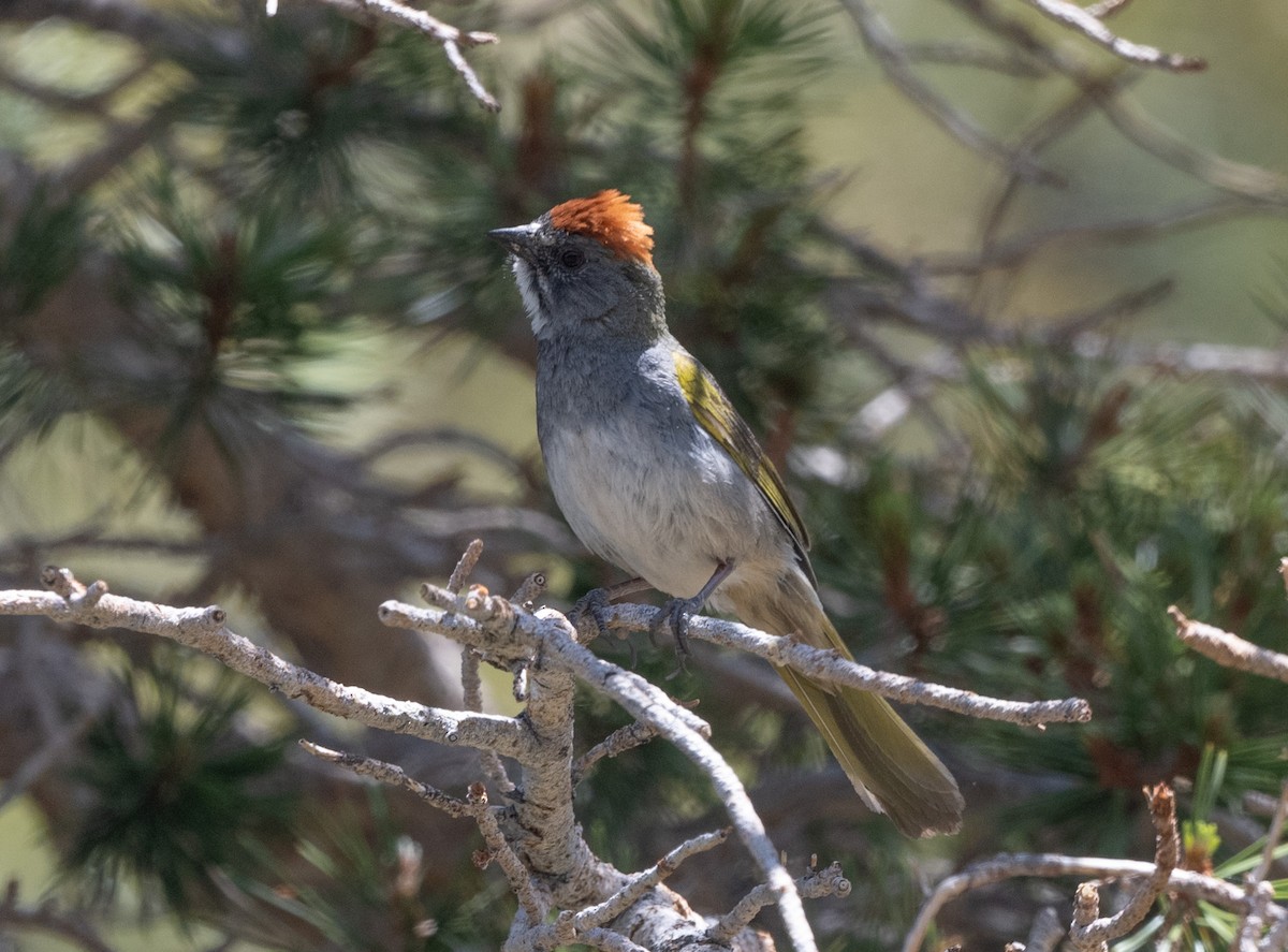 Green-tailed Towhee - ML620773067