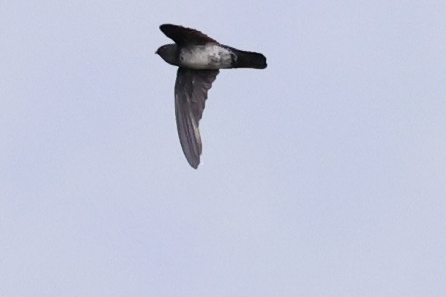 Glossy Swiftlet - ML620773068