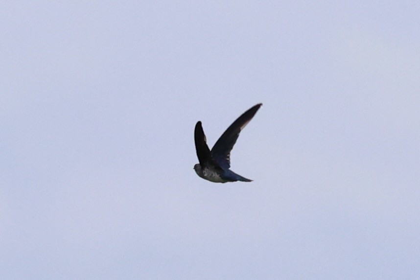 Glossy Swiftlet - ML620773069