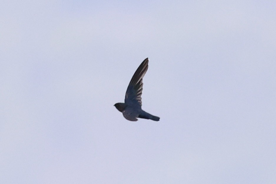 Glossy Swiftlet - ML620773071