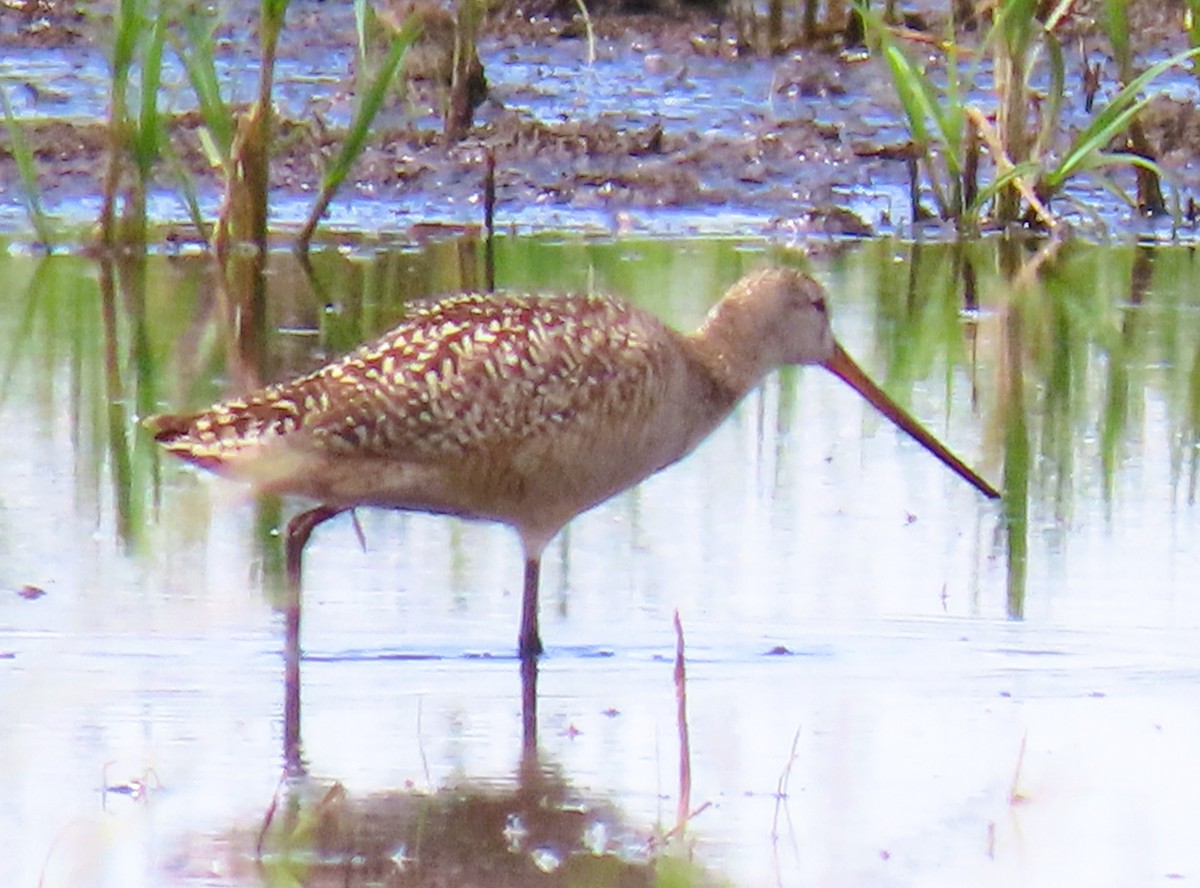 Marbled Godwit - ML620773073