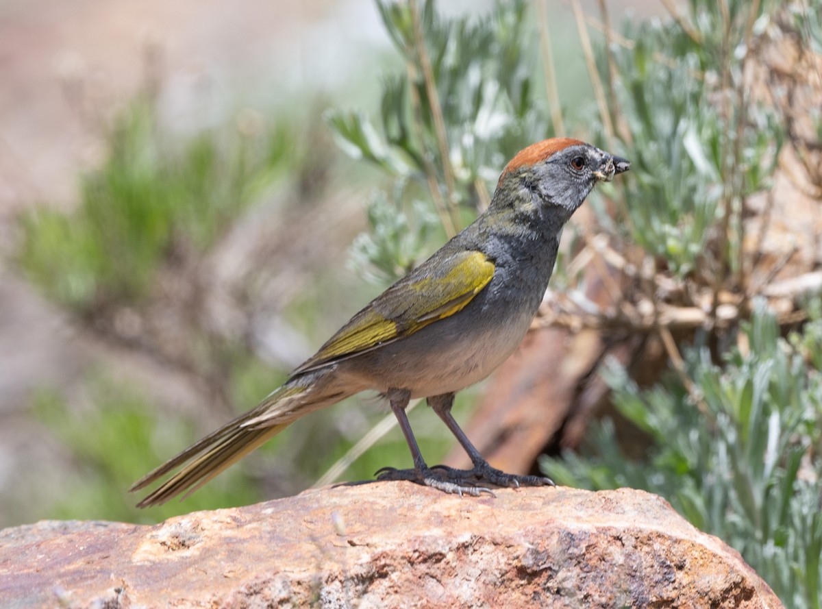 Green-tailed Towhee - ML620773075