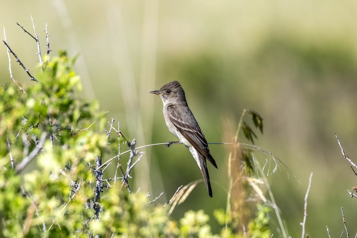 Western Wood-Pewee - ML620773076