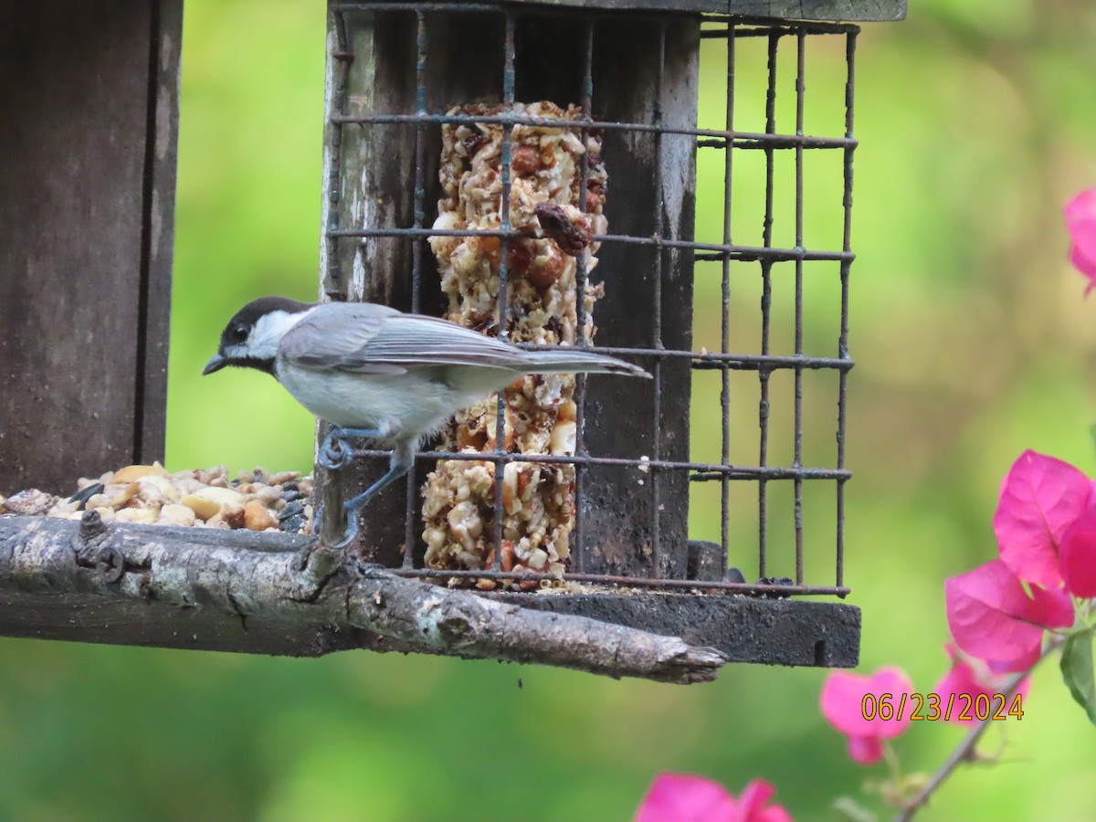 Carolina Chickadee - ML620773077