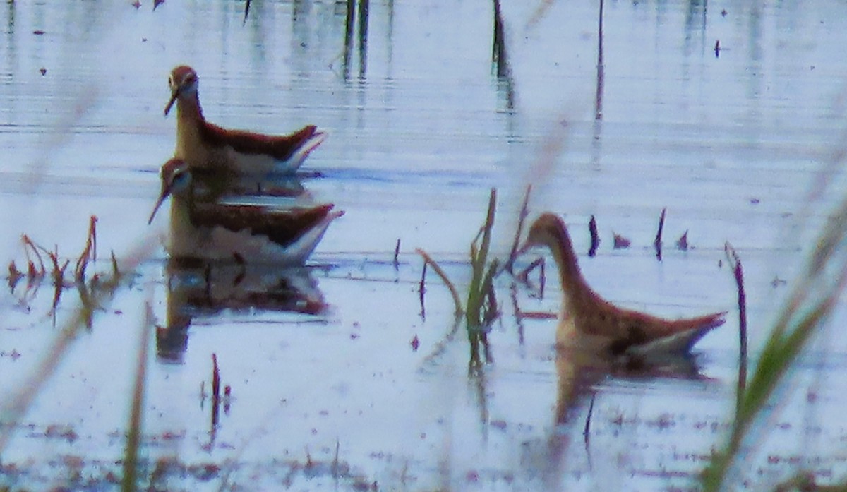 Wilson's Phalarope - Alfred Scott