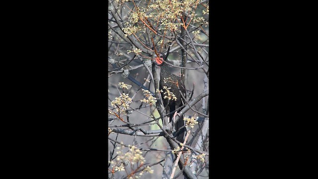 White-winged Guan - ML620773080