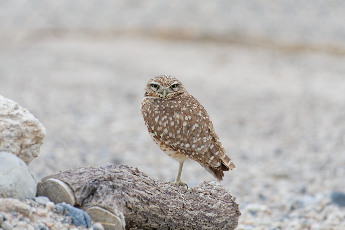 Burrowing Owl - ML620773082