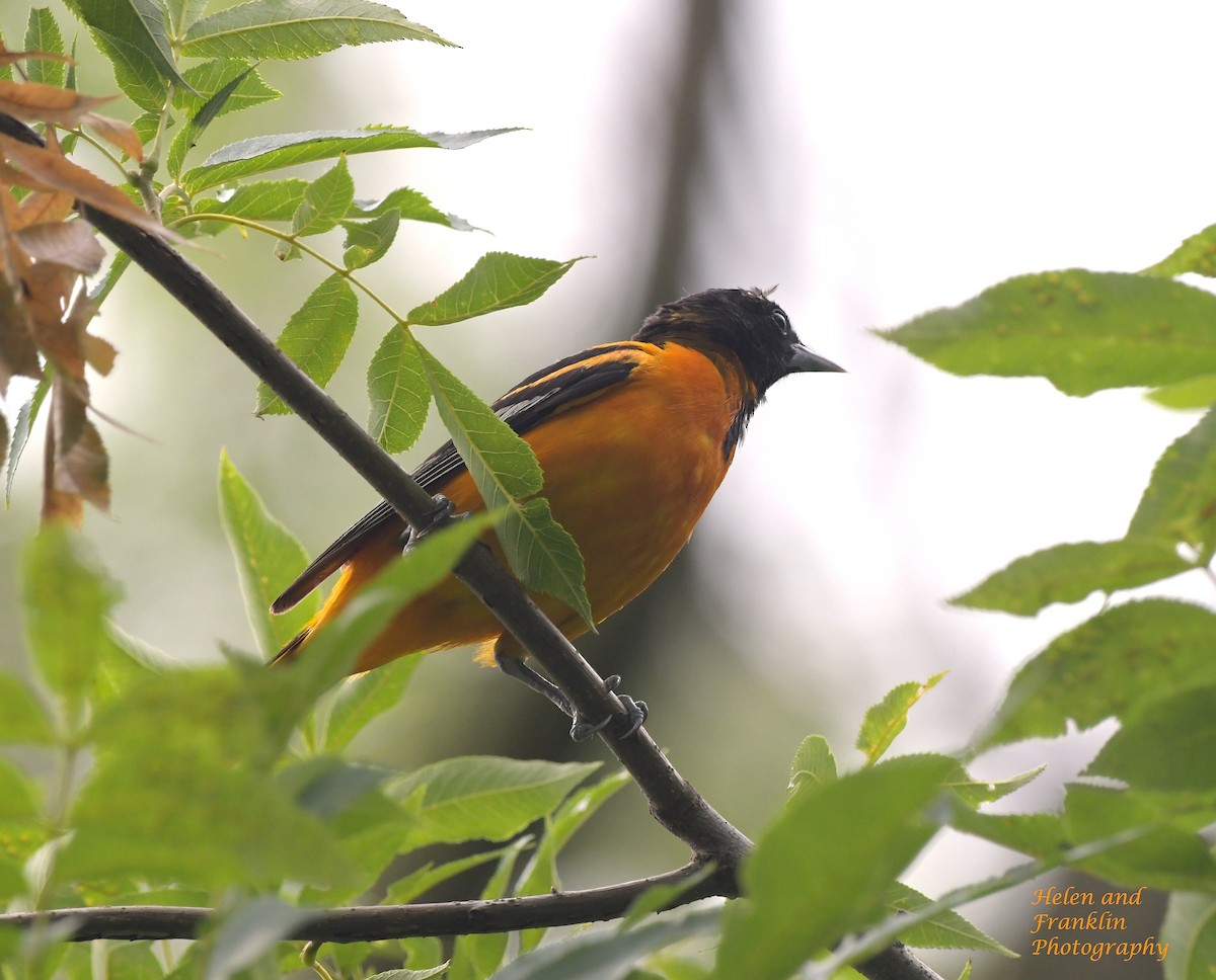 Baltimore Oriole - ML620773083