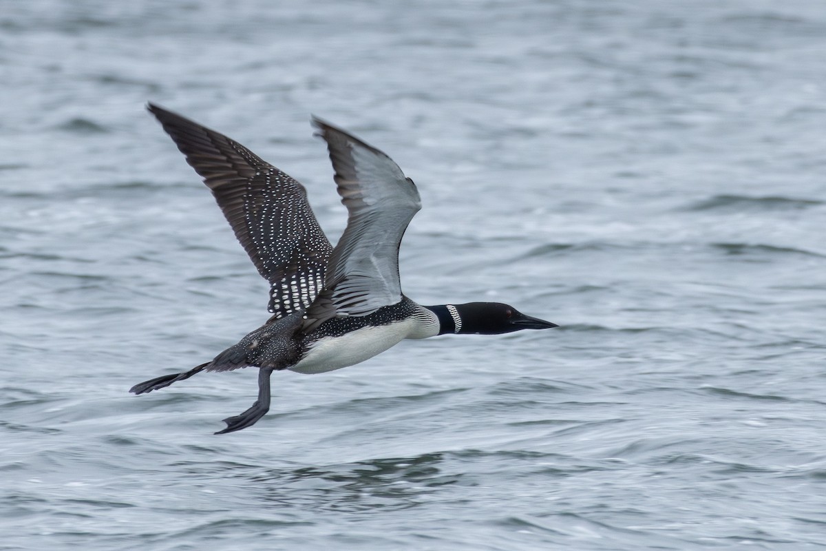 Plongeon huard - ML620773091