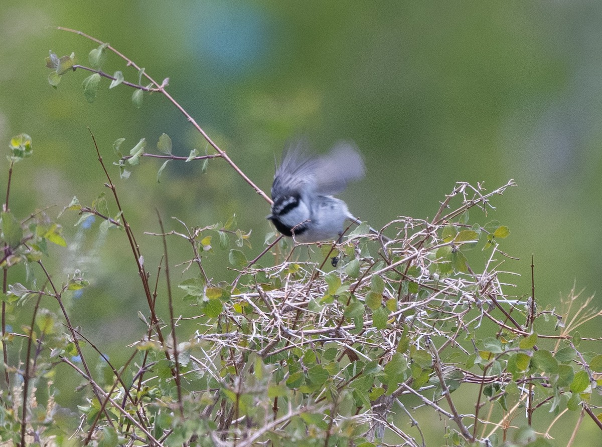 Mountain Chickadee - ML620773092