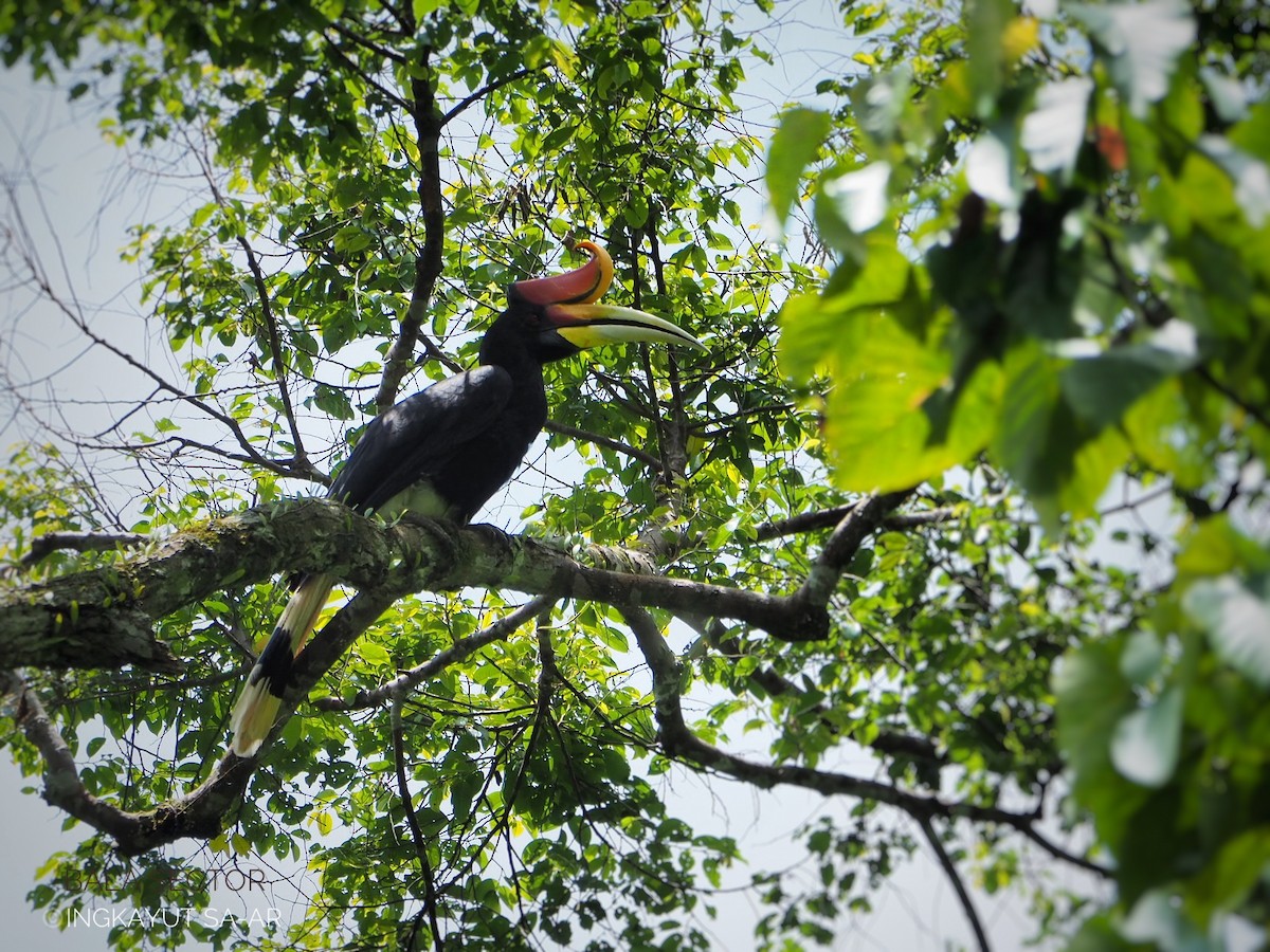 Rhinoceros Hornbill - ML620773106