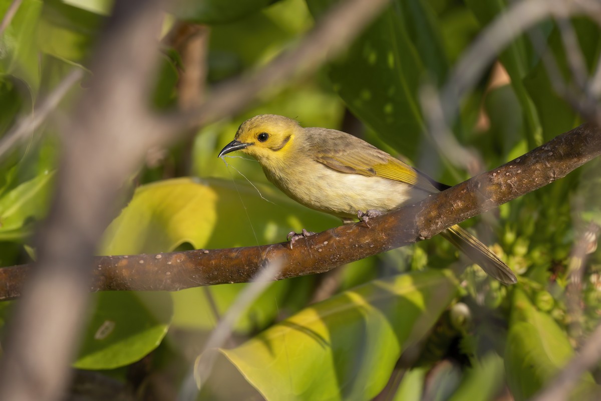 Yellow-tinted Honeyeater - ML620773110