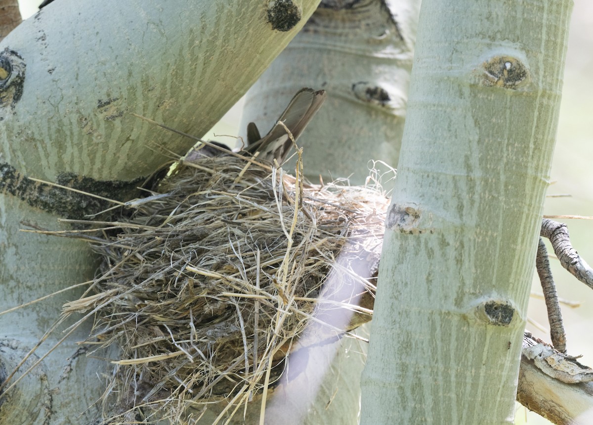 American Robin - ML620773120