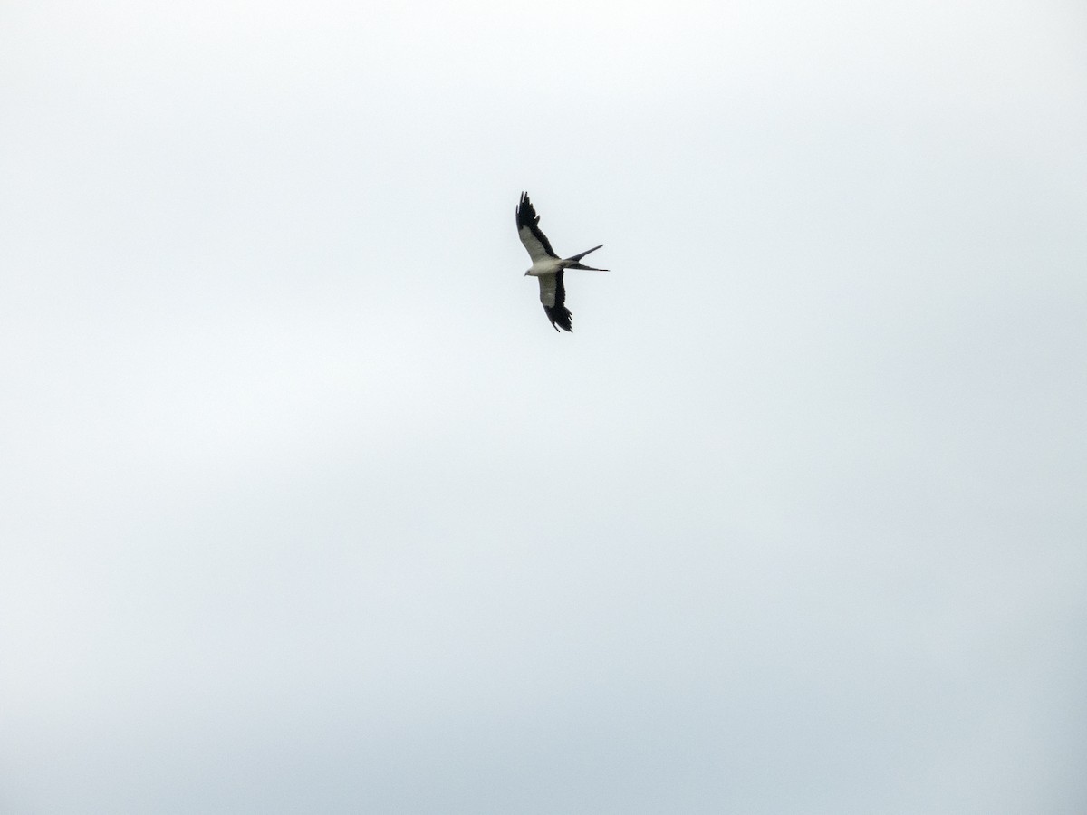 Swallow-tailed Kite - ML620773142