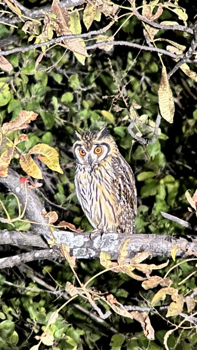 Striped Owl - ML620773143