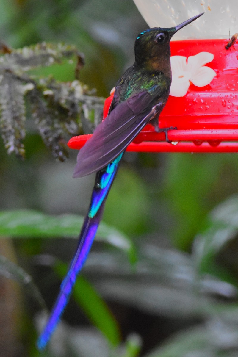 Violet-tailed Sylph - ML620773145